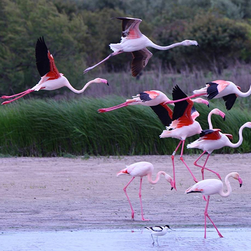 pink flamingos