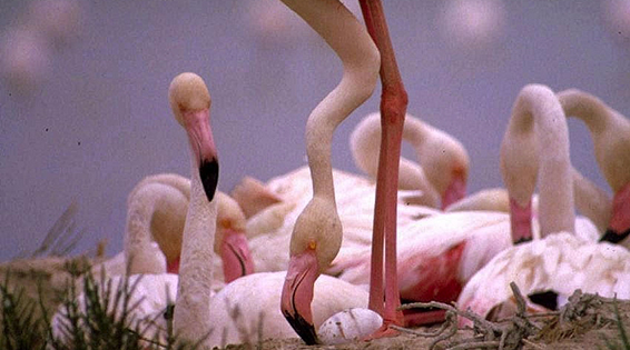 Pink flamingos in Spring